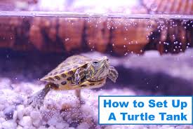 Choose an aquarium large enough to give the turtle plenty of room. How To Set Up The Perfect Turtle Tank Complete Step By Step Guide