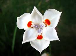 Resultado de imagem para flor iris