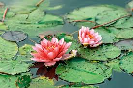 Pond Plants How To Plant Up Your Pond
