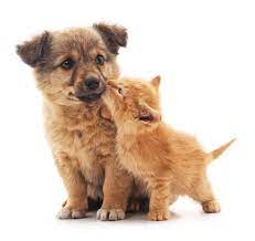 puppy and kitten vaccinations