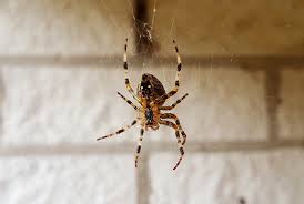 Common Types Of Spiders In Massachusetts Ma Spider Control