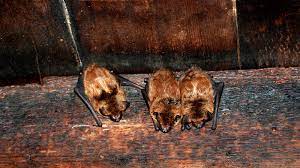 Bats From The Attic Chimney Basement