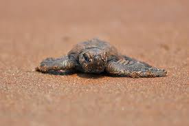 Olive Ridley Turtle Conservation