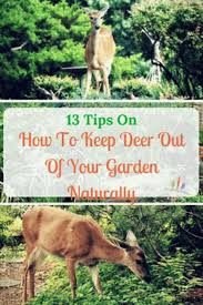 Deer Resistant Garden Deer Resistant