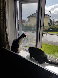 Flat Cats Window Protection For Cats