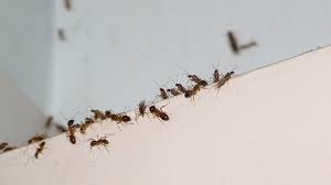 how to get rid of ants around the