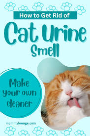 diy cat urine cleaner homemade enzyme