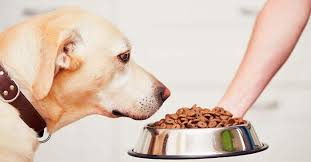 Which Dog Food Brands To Avoid Plus 16 Top Dog Foods 2019
