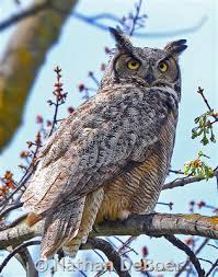 Great Horned Owl Montana Field Guide