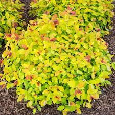 magic carpet spirea compact shrubs