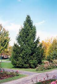 norway spruce wasconursery com