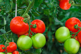planting and growing great tomatoes