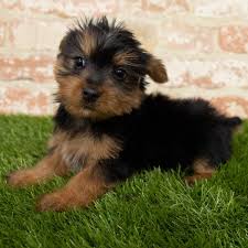 Hi we are excited to announce that we have a lovely litter of toy cockerpoo puppies looking for they forever homes, our. Silky Terrier Puppies Monroeville Pa Petland Monroeville
