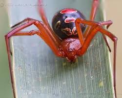 Florida red and black weaver bug. Venomous Spiders In Florida Red Widow Spider Nocturnal Red Widow Spider Spider Widow Spider
