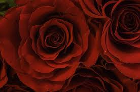 red roses wallpaper beautiful rose