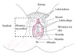 Dr mapenzi 10 months ago. Sehemu Zenye Hisia Kali Ukitaka Kugusa Hisia Za Mwanamke Fanya Yafuatayo Jamiiforums Voi Wihi2