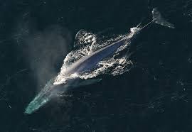 Blue Whale Facts For Kids Blue Whale Information About