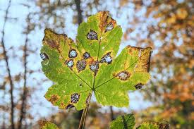 7 common maple tree diseases how to
