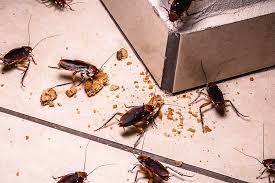 how do roaches get into the house