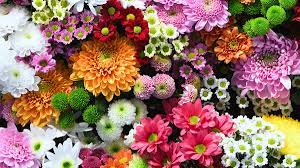 flower color meanings significance of