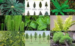 10 exles of non flowering plants and