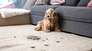 8 best rugs for dogs a z s