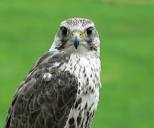 Saker Falcon (Birds of Kenya) · iNaturalist