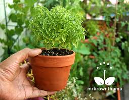 Growing Basil Mini Windowbox