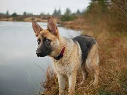 yes german shepherds can swim 5 facts