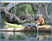 Do alligators bother kayakers?