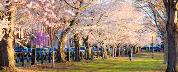 If your property doesn't have a flowering tree that bursts into spectacular beauty each spring, why not? Connecticut S Spring Blossom Finder Visit Ct