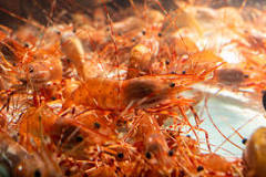 What is the season for spot prawns?