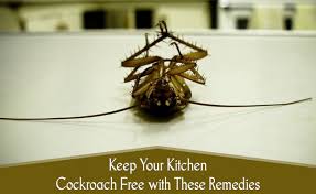 roaches the nuisance of your