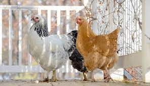 Do chickens need to be free range? 3 Ways To Keep Free Range Chickens Out Of Your Living Area Hobby Farms