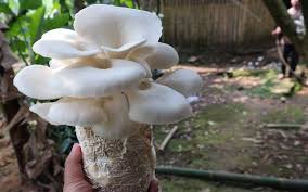 Image result for oyster mushroom