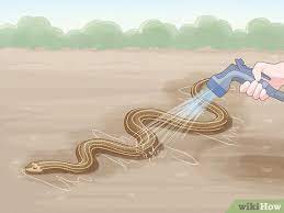 3 Ways To Get Rid Of Snakes Wikihow