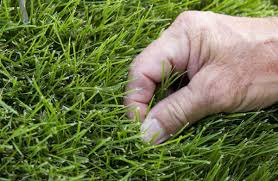An established zoysia lawn, when thick and hearty, will actually crowd out the nutsedge and help prevent spreading. What Care Do Zoysia Lawns Need Now Orlando Sentinel