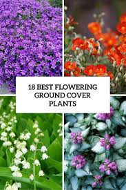 When you feel like tossing a rug over your yard and calling it good, count on groundcover plants. 18 Best Flowering Ground Cover Plants For Your Garden Gardenoholic