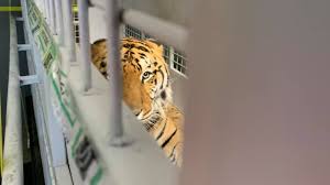 As a result big cat rescue had to go back to the fl legislature and ask that they amend the language of the bond requirement to apply to all who are the only remaining advantage of that sanctuary designation is that the bad guys love to mislead the public by saying that big cat rescue isn't. Former Circus Tigers From Guatemala Arrive At Big Cat Rescue In Tampa