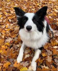 This page is for border collies and their friends, to help each other find you a puppy or dog, post pictures, talk. Bred For Brilliance Border Collies Oregon Bordoodles