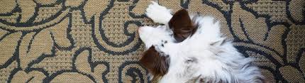 choosing pet friendly rugs the rug