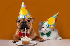 610+ Happy Birthday Dog And Cat Stock Photos, Pictures & Royalty-Free  Images - iStock