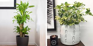 Variegated Indoor Plants Our Top Picks