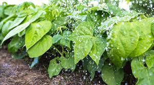 grow and care for pinto bean plants