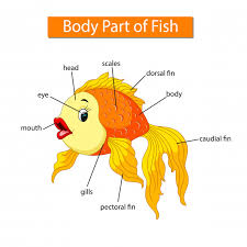 Diagram Showing Body Part Of Fish Vector Premium Download