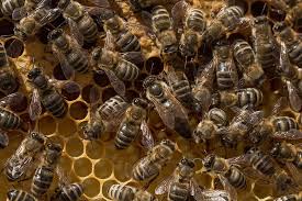 hd wallpaper beehive honeycomb