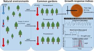 Intra Specific Variation In Growth And Wood Density Traits