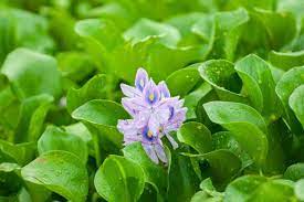Water Hyacinth Care Guide – Planting, Growing, and Propagation - Shrimp and  Snail Breeder