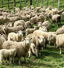 wool carpet demand