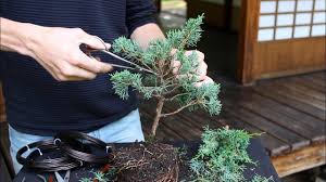 El curso de bonsai online especializado en bonsai de pino ahora también recorre otras especies. How To Make A Bonsai Tree From A Starter Kit Youtube